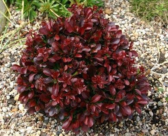PURPUROWY, KARŁOWY BERBERYS ATROPURPUREA, DUŻE!