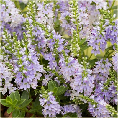krzewy Hebe Margret Hebe hybrid