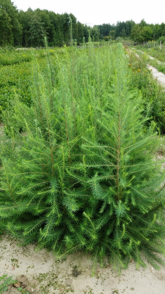 MODRZEW EUROPEJSKI SADZONKI 70-120 CM 1ZŁ/SZT