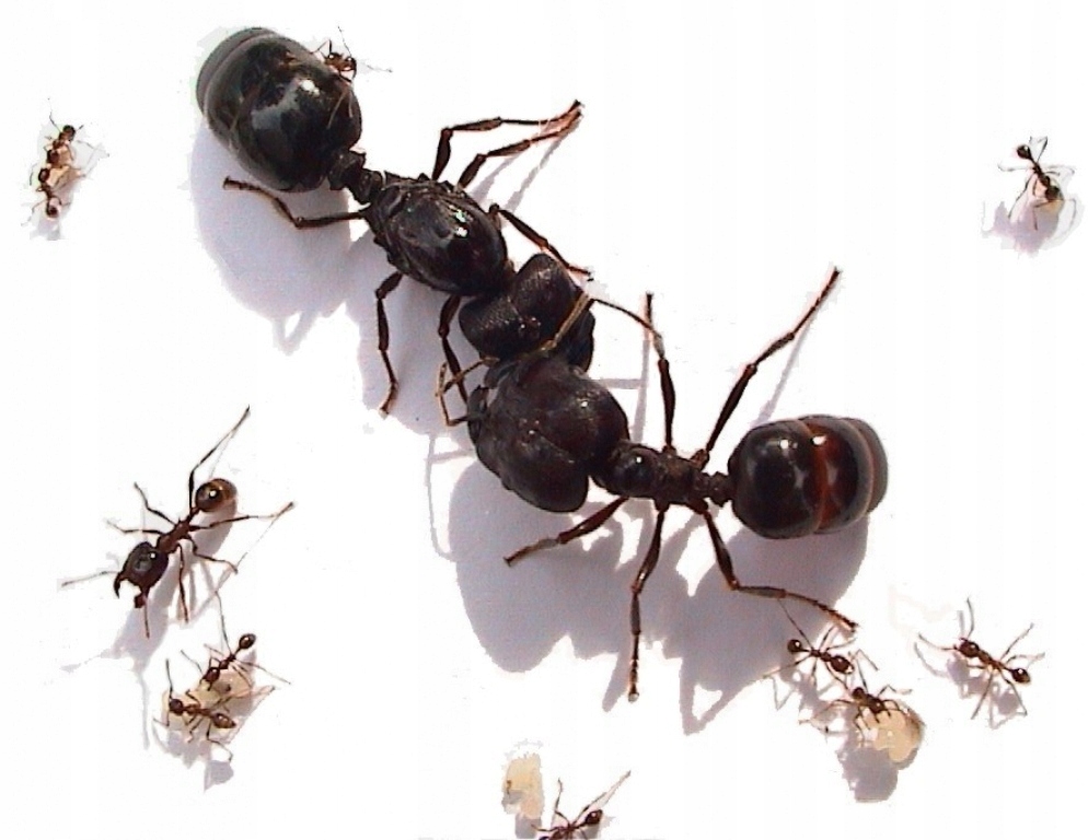 Mrówki Carebara diversa 2Q + robotnice 300-500 W