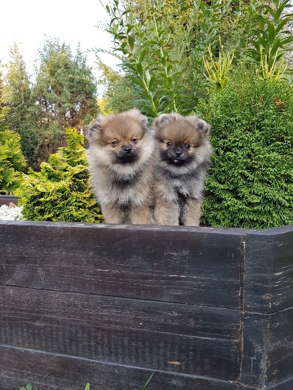 Pomeranian rodowód ZHPR UCI