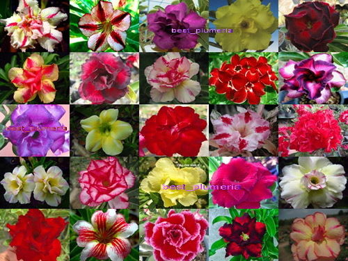 50 X Adenium obesum róża pustyni nasiona zestaw 2