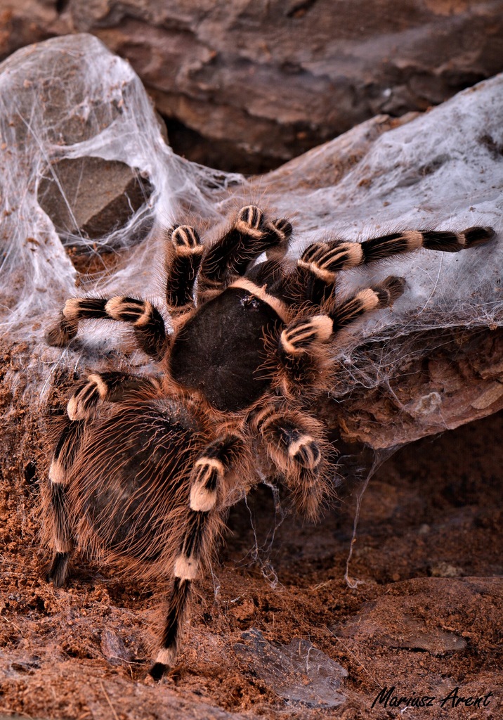 Acanthoscurria geniculata фото