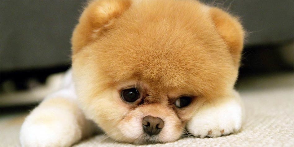 Szpic Miniaturowy Pomeranian typ BOO  UNIKATY 