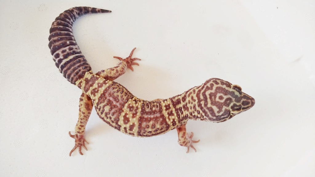 gekon lamparci tremper albino dorosły samiec