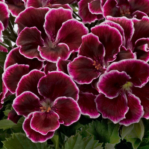 Pelargonia angielska Aristo black MEGA SADZONKA!