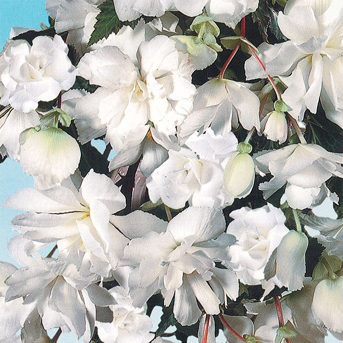 BEGONIA ZWISAJĄCA PENDULA WISZĄCE KWIATY BIAŁA x3