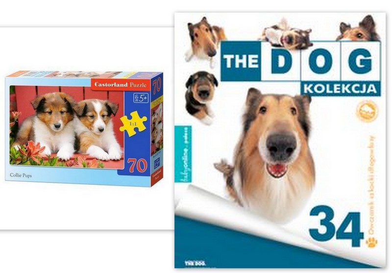 The dog Owczarek Szkocki Collie+puzzle szczeniaki