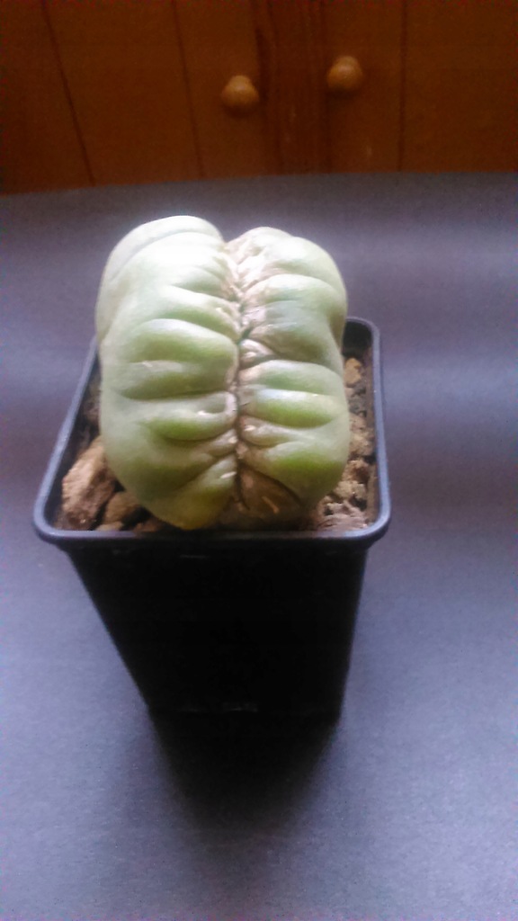 Lophophora Williamsii var. Cristata