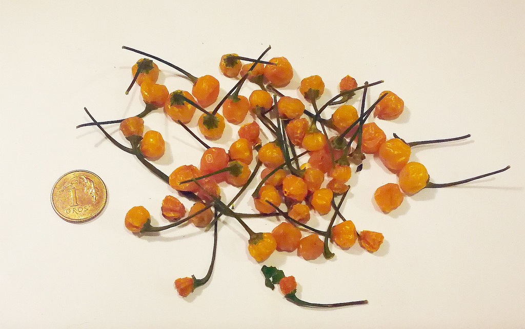 Papryka  Aji Charapita  podsuszona 5g OKAZJA