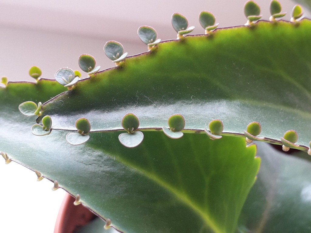 żyworódka pierzasta kalanchoe rozmnóżki + GRATIS!!
