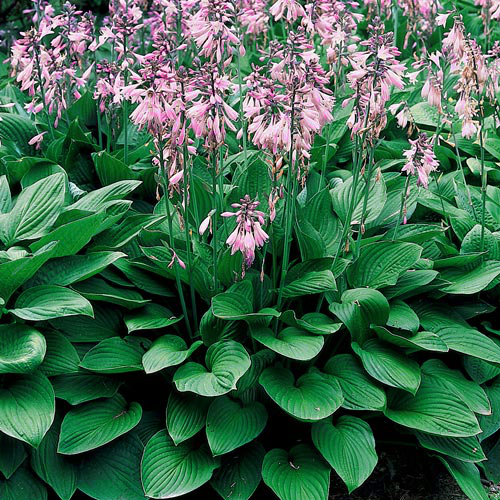HOSTA FUNKIA OGRODOWA pięknie kwitnie 1szt - TANIO