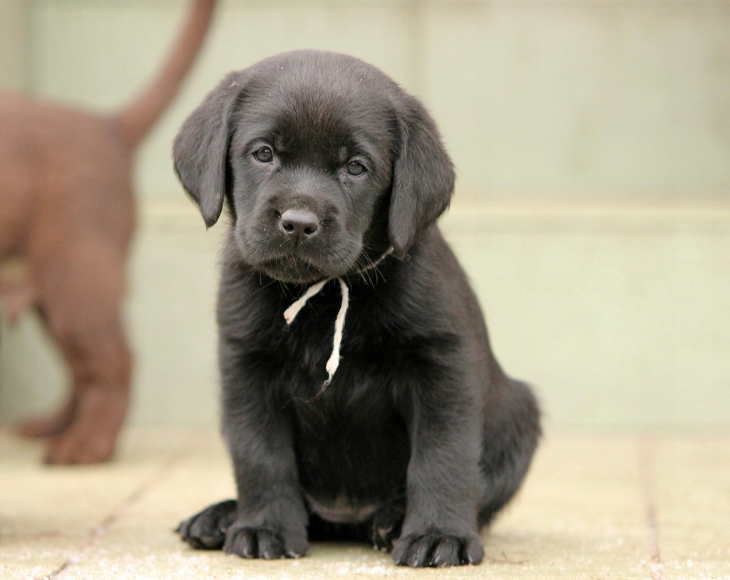 Labrador Retriever szczenięta FCI