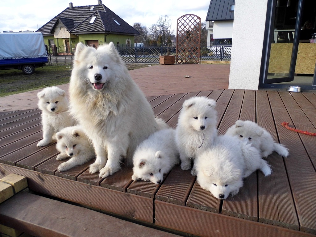 samoyed/szczeniaki z hodowli Smile of Love