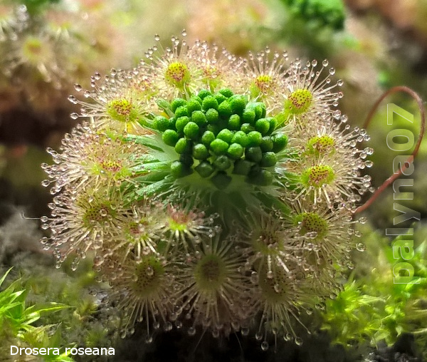 Drosera roseana - rosiczka pigmejska - 10 gemmae