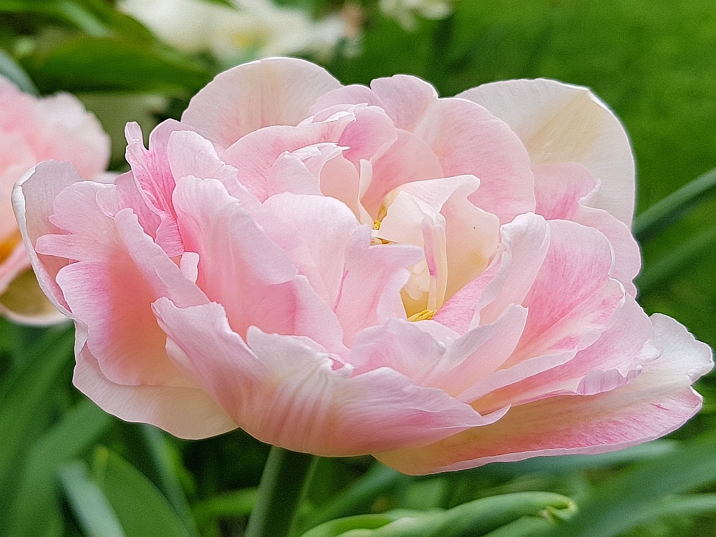 TULIPANY - TULIPAN PEŁNY PACHNĄCY ANGELIQUE 5szt