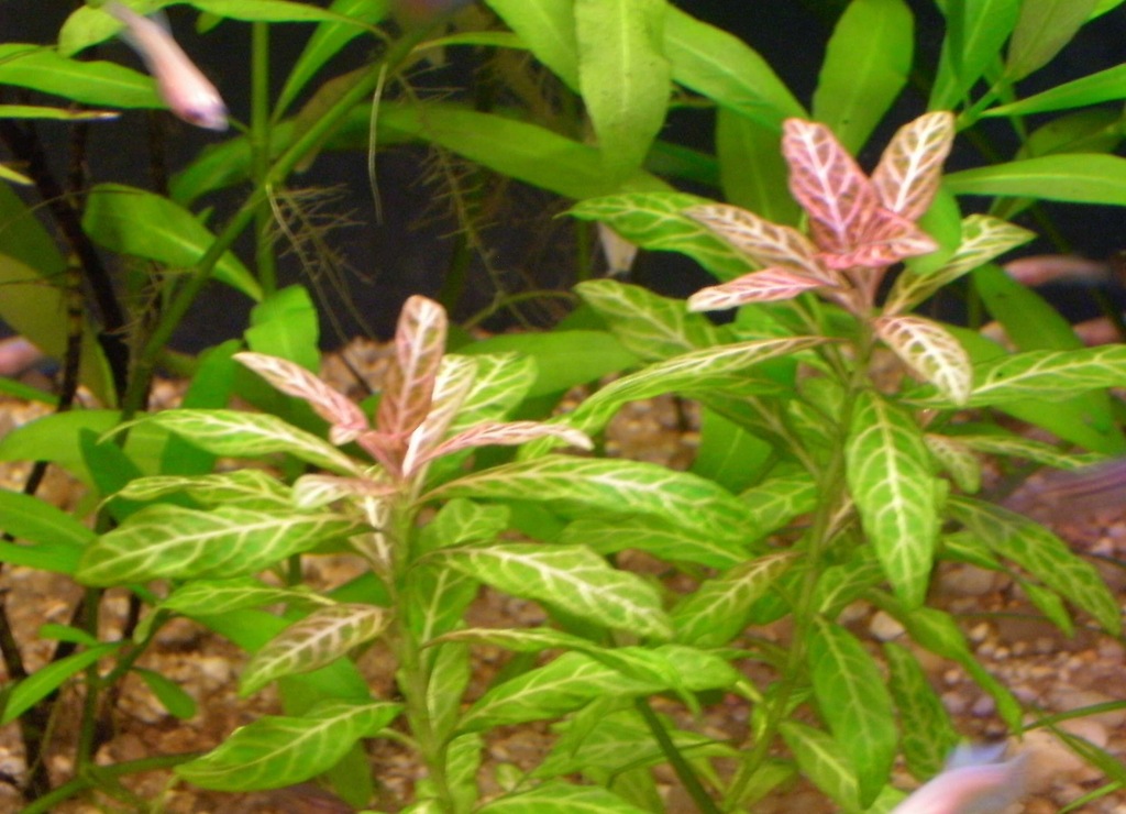 Hygrophila polysperma SUNSET nadwódka PORCJA
