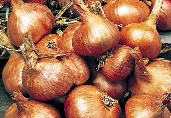 cebula kartoflanka bardzo stara odmiana