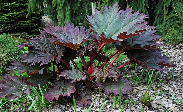 Rheum palmatum var. tanguticum Rabarbar dłoniasty