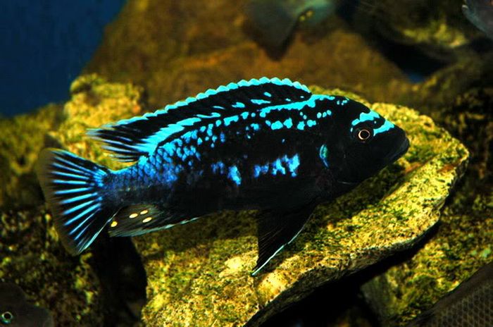 METRIACLIMA MSOBO MAGUNGA - 5-7CM - SAMCE