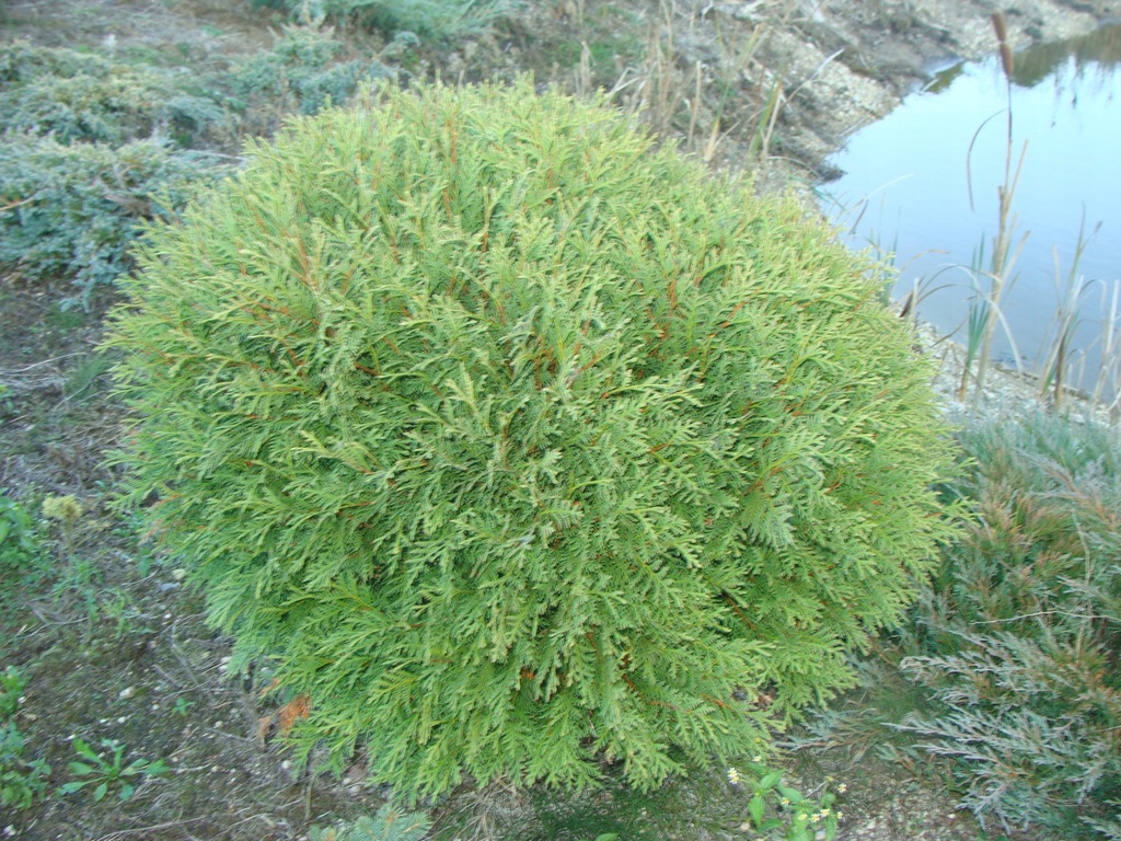 Ладне