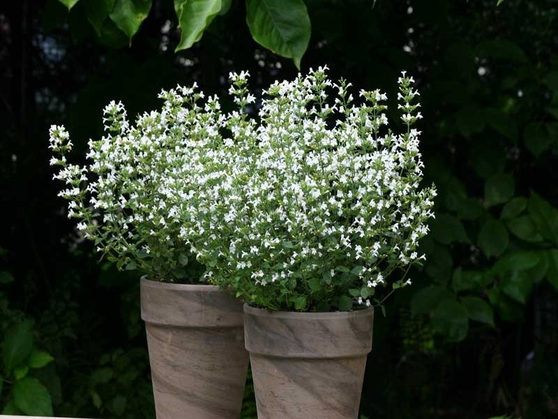 kalaminta Marvelette White - Byliny Farm