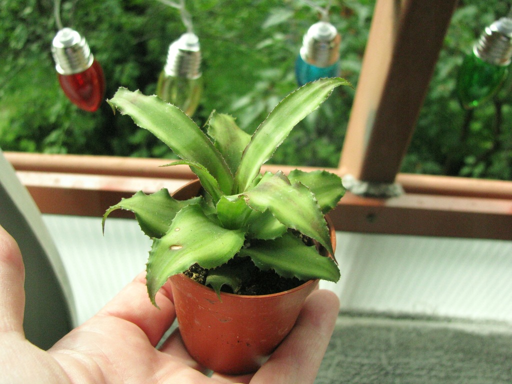 Skrytokwiat (Cryptanthus) 10 CM OKAZ roczny