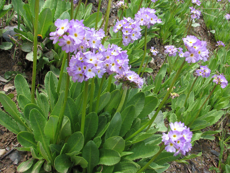 Primula auriculata Pierwiosnek
