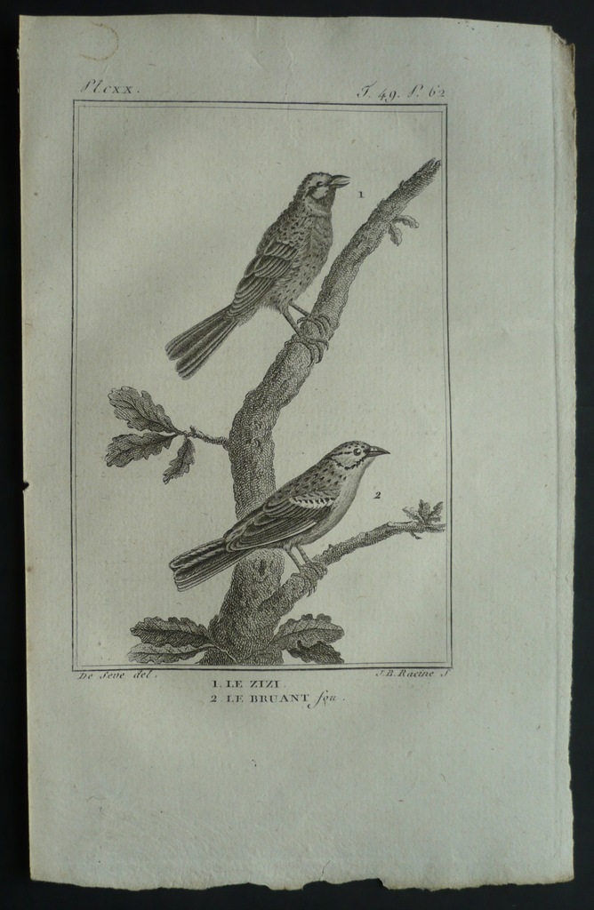 ptak cierlik , oryg. 1788