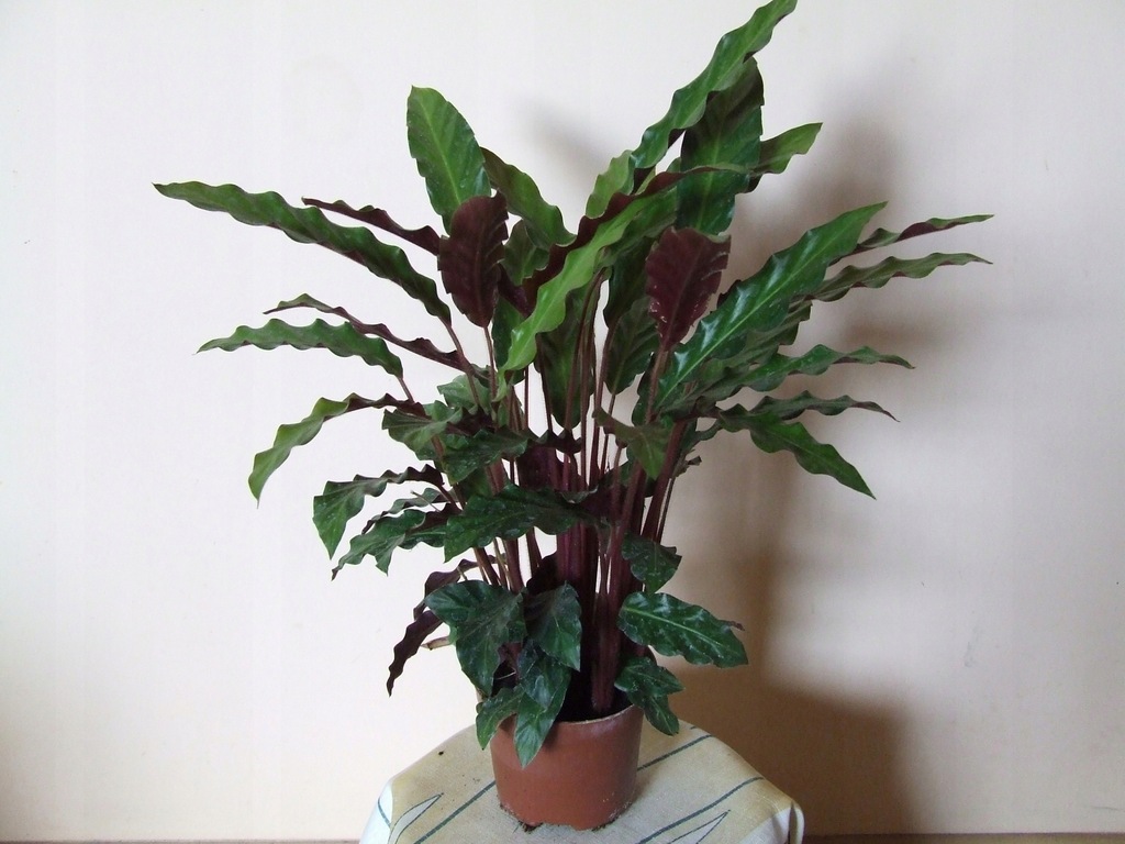 KALATEA CALATHEA RUFIBARBA ELGER GRASS 45cm d.12cm