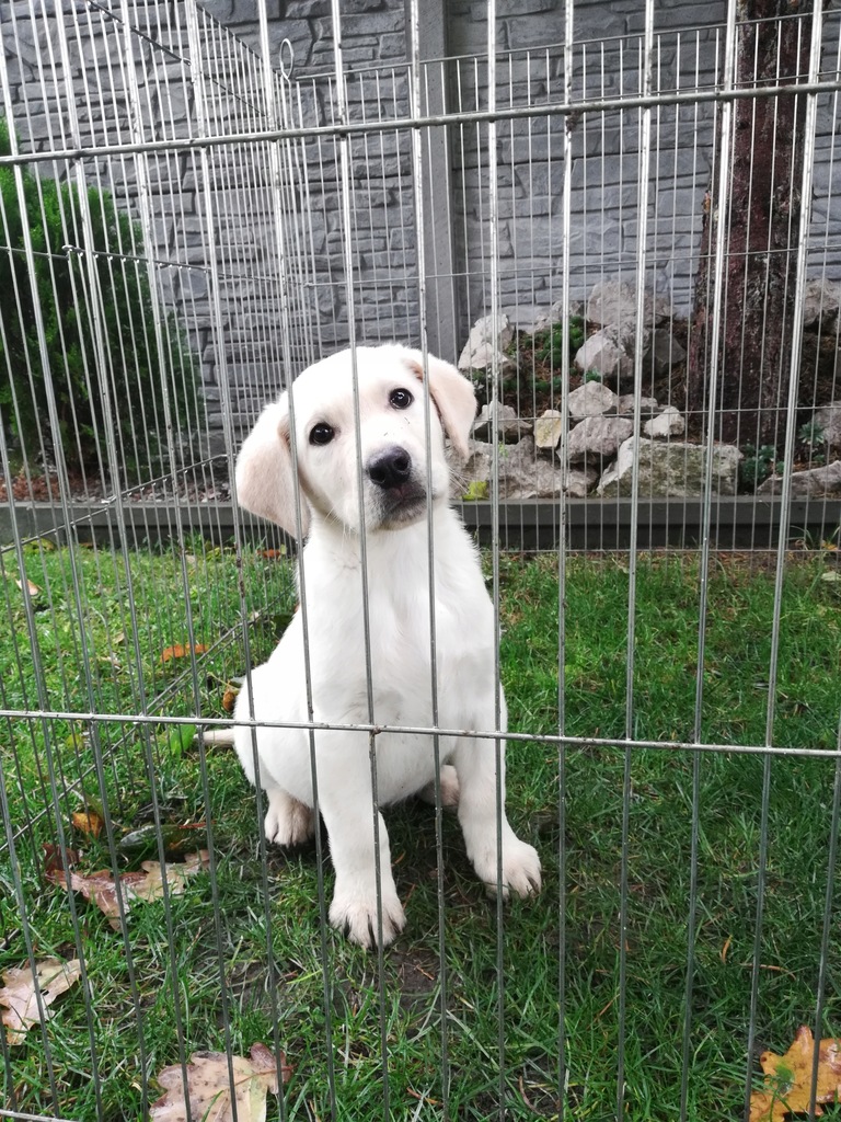Labrador piękny szczeniak warto zobaczyć!!
