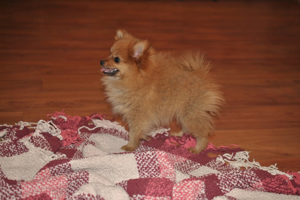 Szpic Miniaturowy, Pomeranian