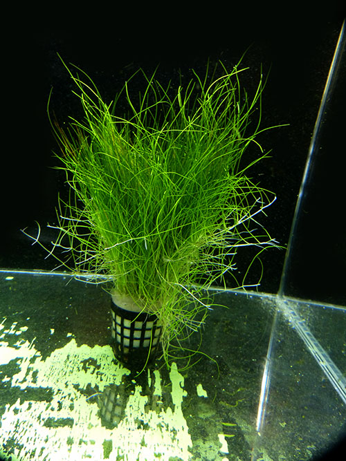 ELEOCHARIS PARVULUS ponikło maleńkie XXL REAL FOTO