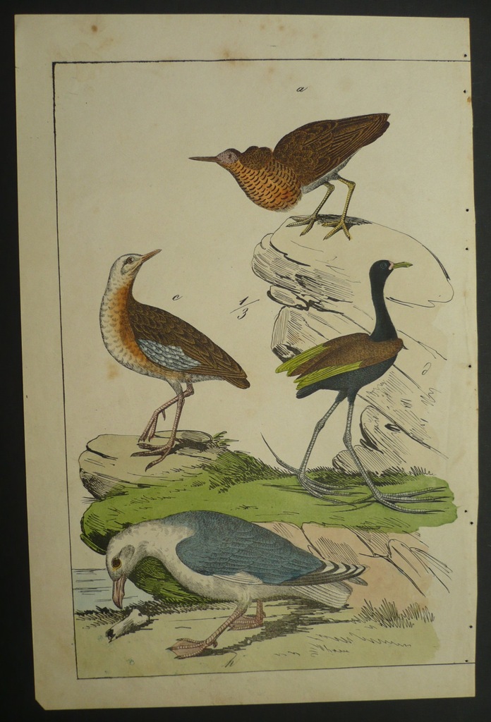 ptaki bojownik, mewa, oryg. 1878 + akwarela