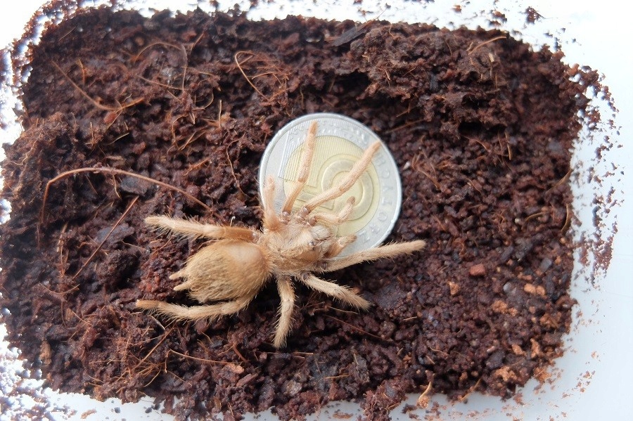 lasiodora parahybana ptasznik olbrzymi - L6-7