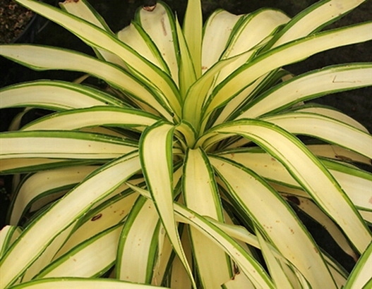 Bananowa Yucca juca Juka Banana Split