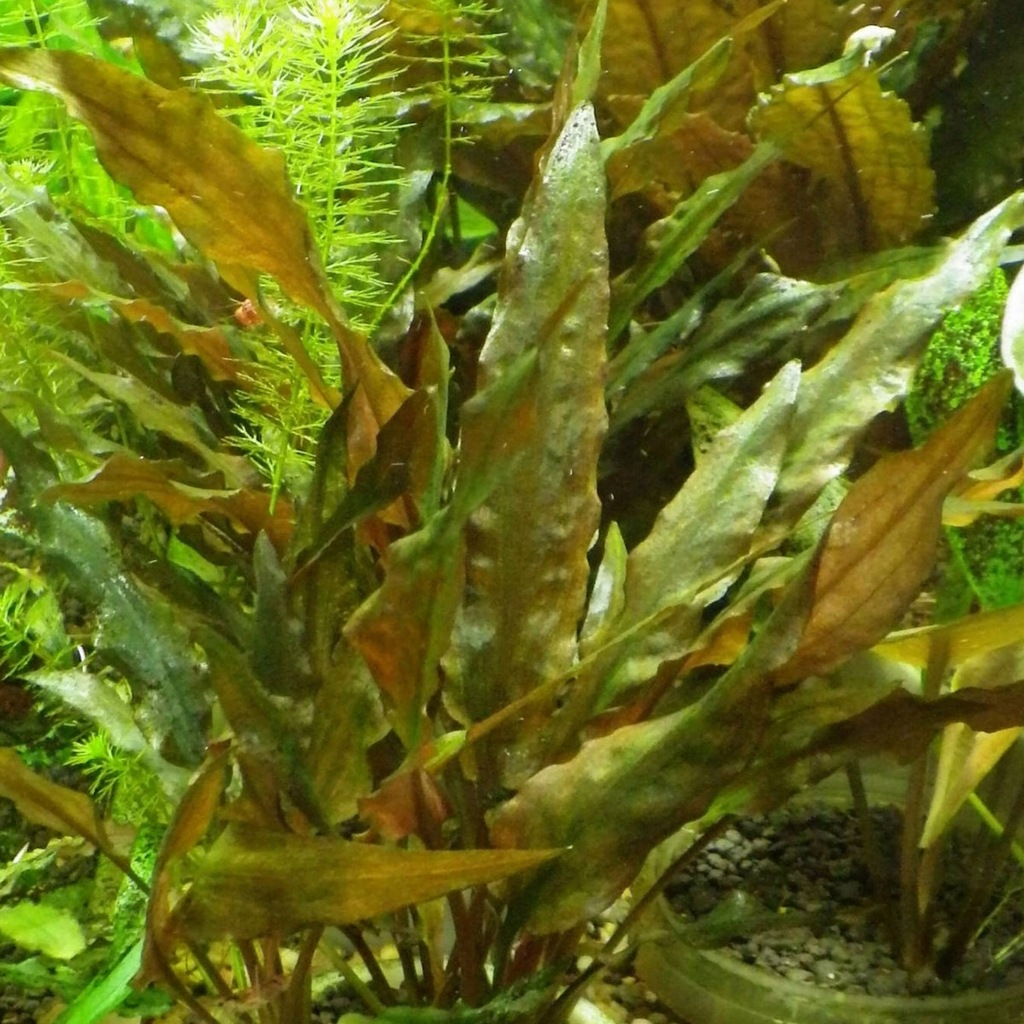 Cryptocoryne legroi - Roślina IN VITRO 100ml MK