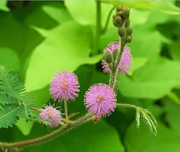 Mimoza Wstydliwa (Mimosa Pudica) *sadzonka*
