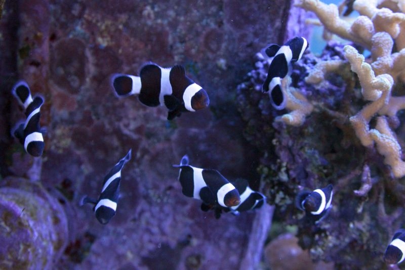 Amphiprion Ocellaris Black Błazenek Nemo