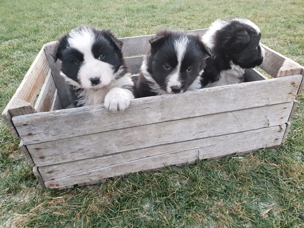 Szczenięta rasy Border Collie