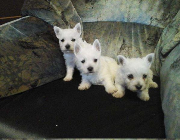 West highland white terrier - piękne szczenięta