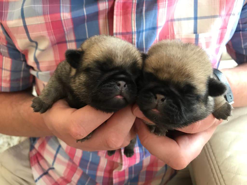 Mops, Mopsy, PUG szczeniaki z rodowodem ZKwP FCI 7354654769