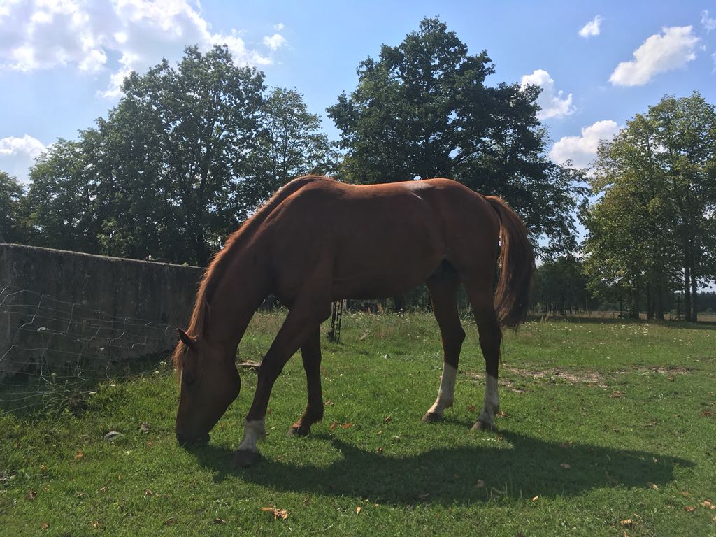 Sprzedam konie (klacze, ogiery)