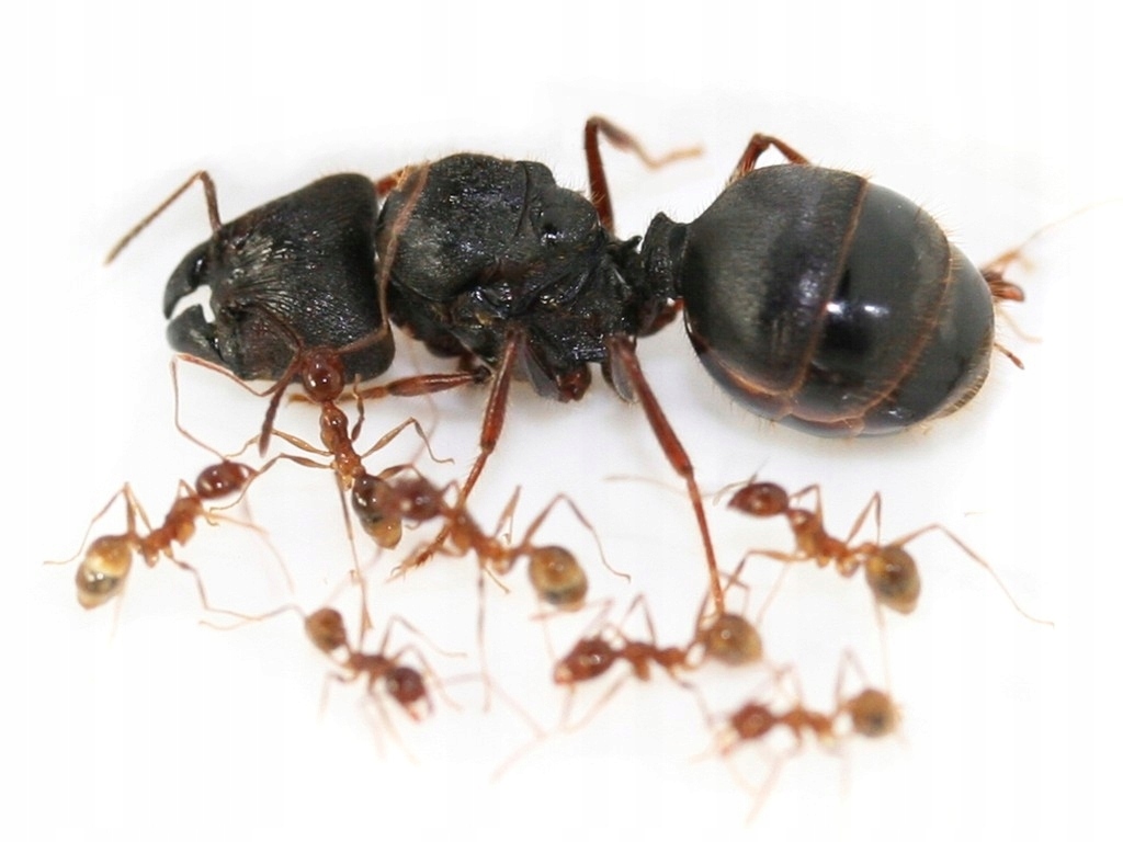Mrówki Pheidole sinica Q + robotnice 5-10
