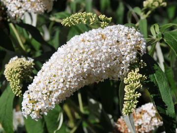 Budleja dawidii White Profusion