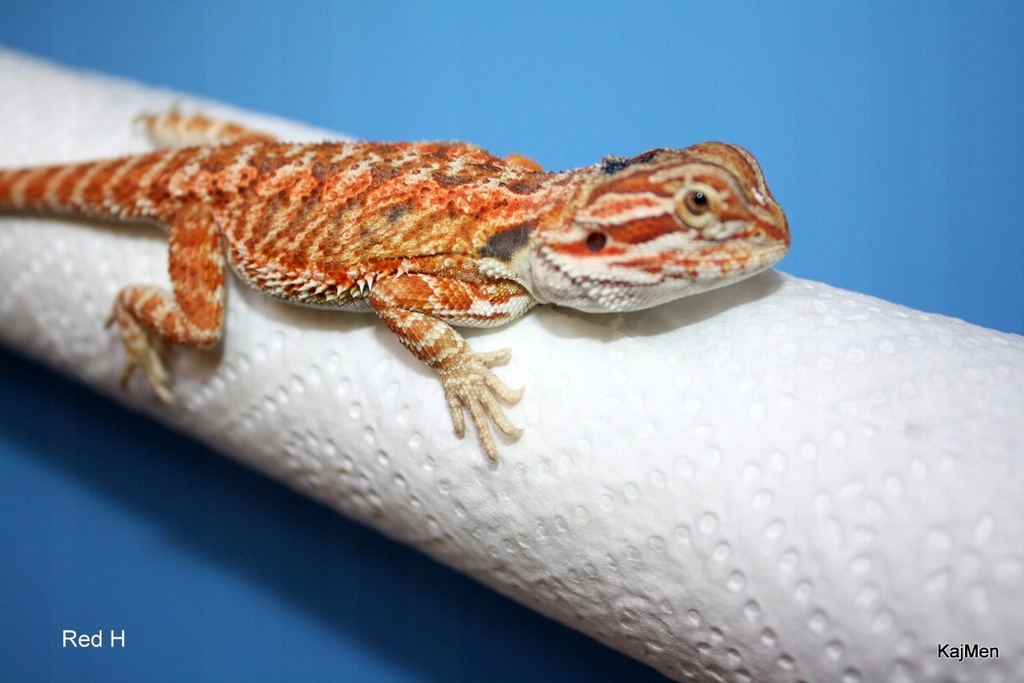 Agama Brodata Pogona vitticeps Red Hypo