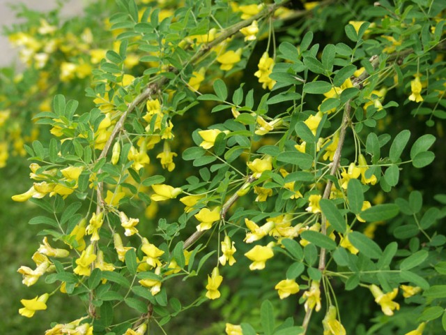 Karagana Syberyjska Caragana Arborescens 20 nasion