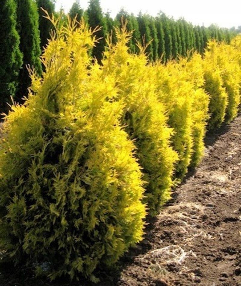 Thuja Tuja SALLAND na żywopłot 50cm / PRODUCENT - 6701411521 ...
