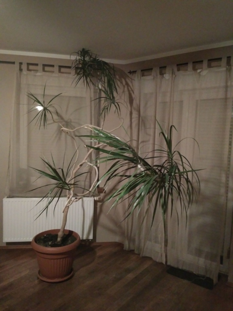 Dracena - ogromna, żywa idealna do salonu , biura