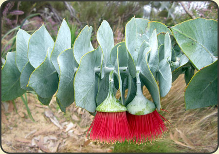 10 X EUCALYPTUS MACROCARPA eukaliptus NOWOŚĆ! HIT!